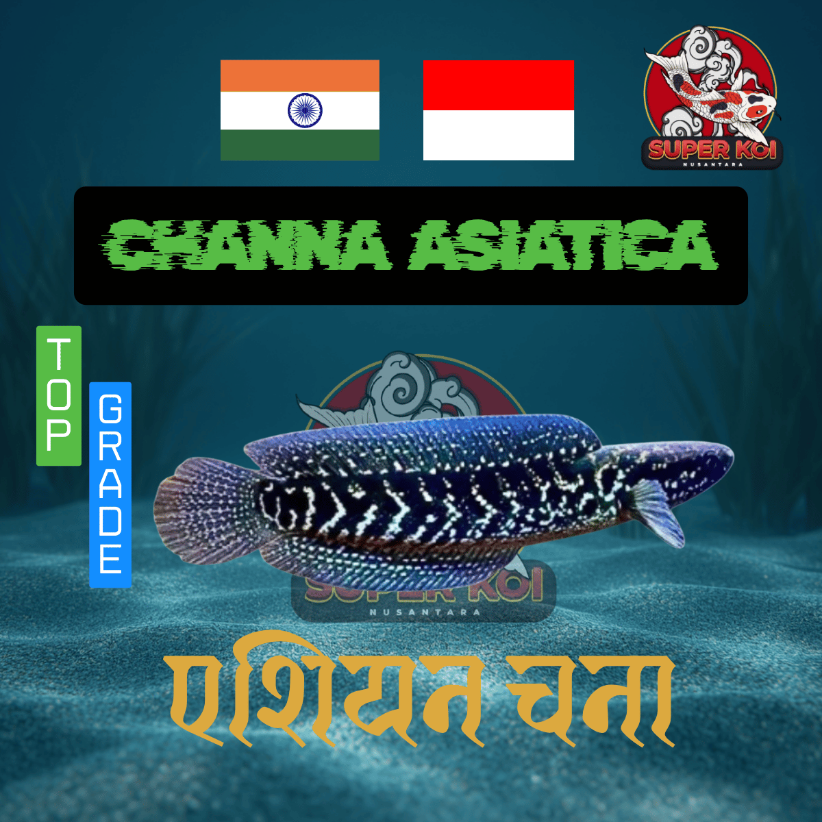Channa Asiatica