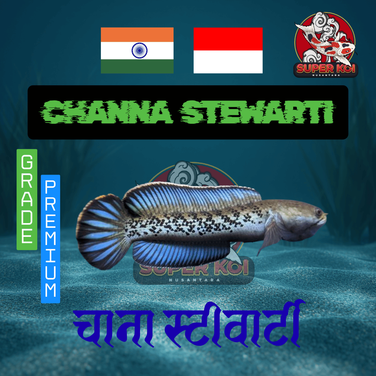 Channa Stewarti