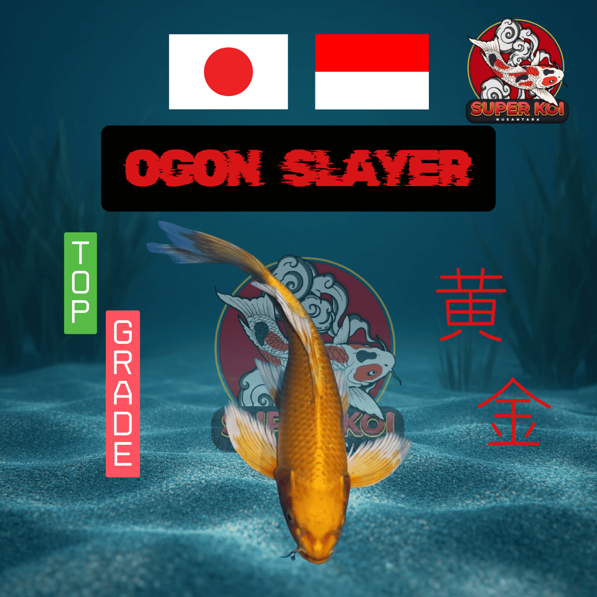 Koi Ogon Slayer